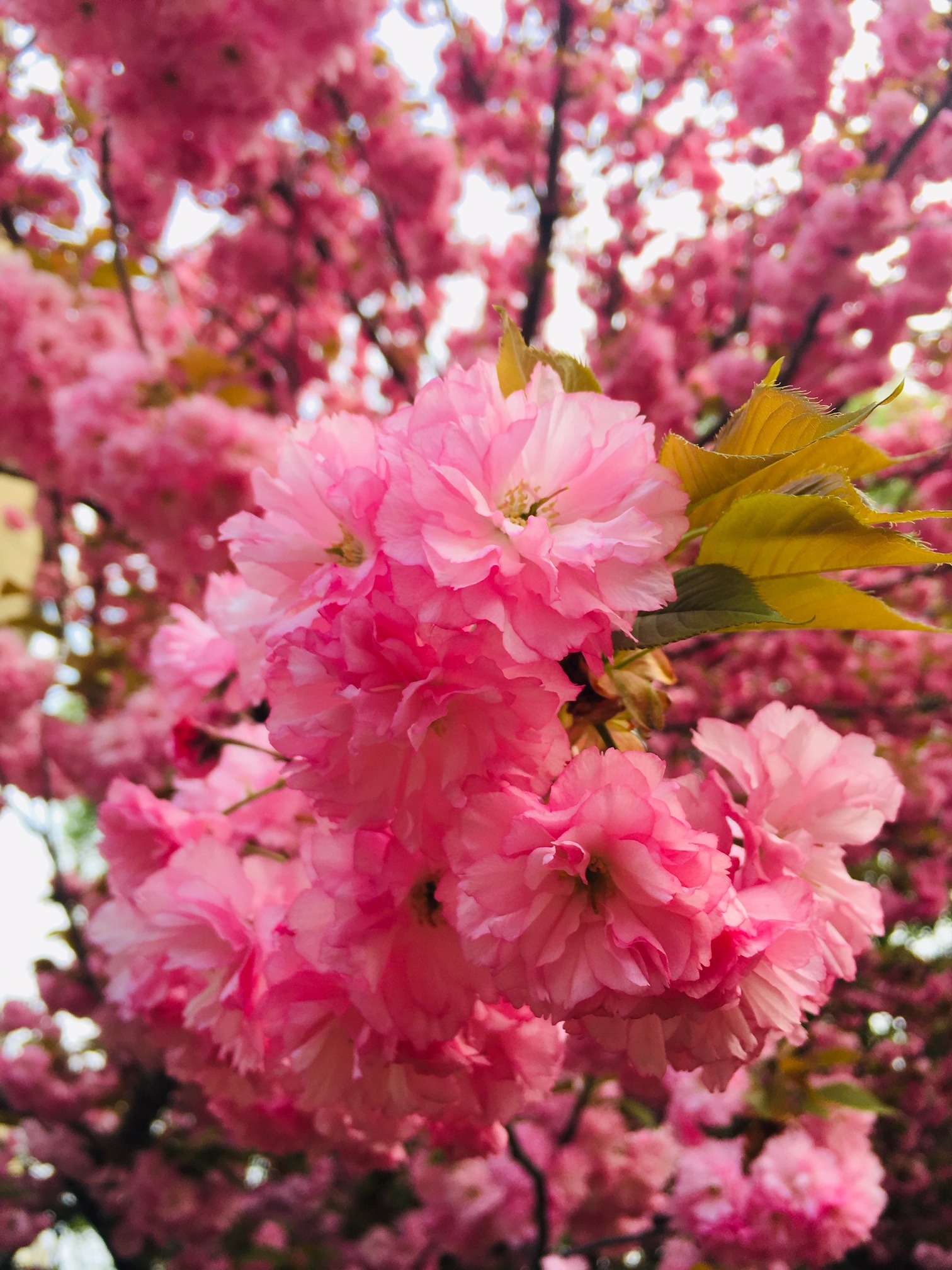 Subaru Cherry Blossom Festival Represents Fragility, Beauty of Life at