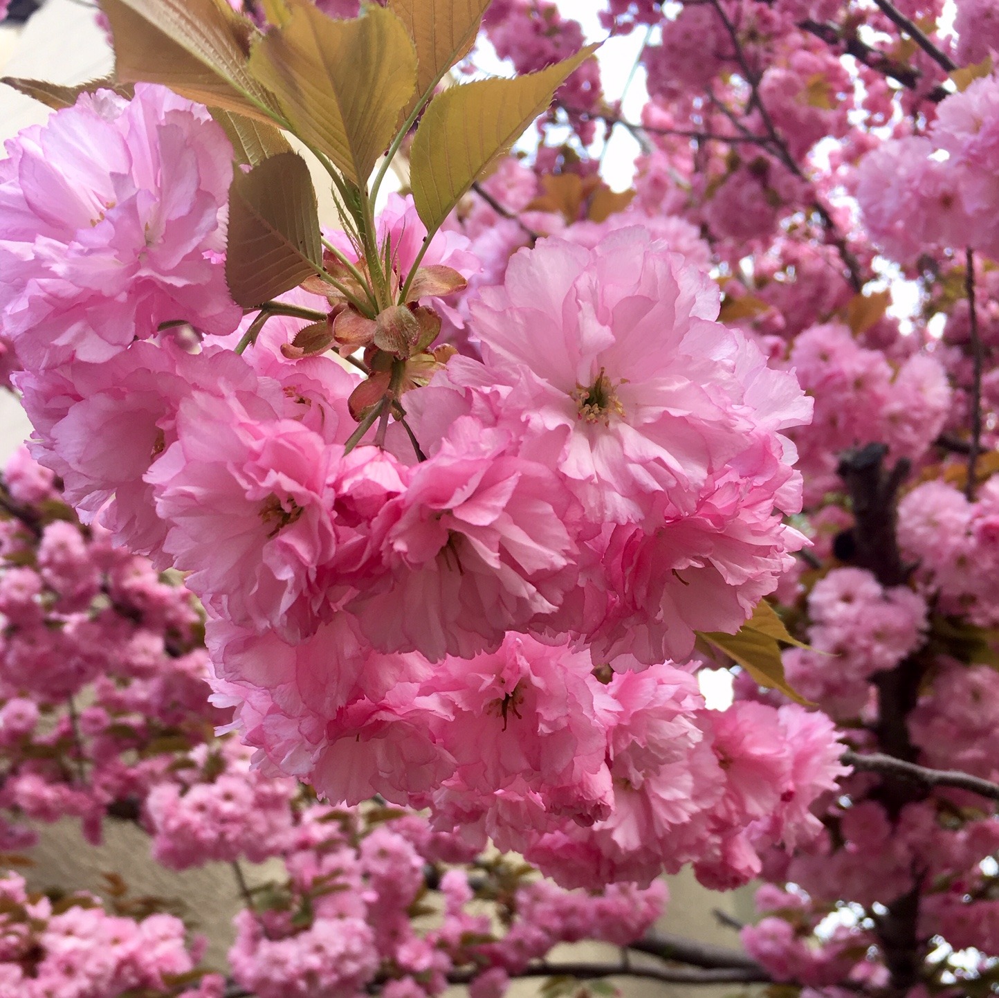 Subaru Cherry Blossom Festival Represents Fragility, Beauty of Life at ...