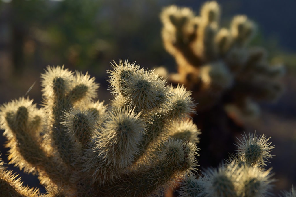 Cholla cactus - beautiful but tenacious!