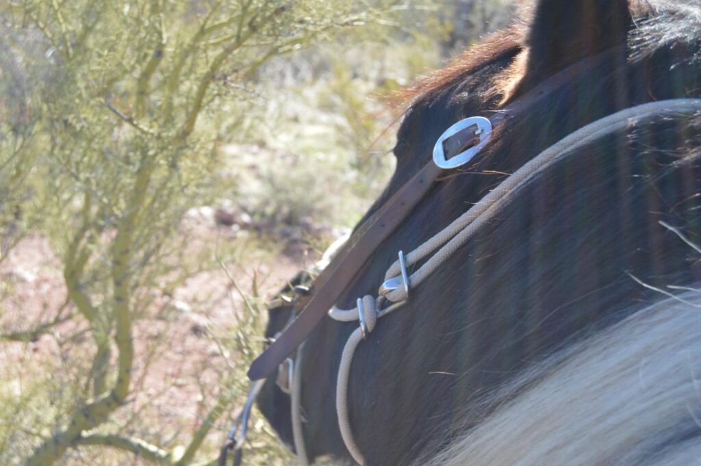 Rivet was being a good boy eating the Palo Verde tree and prompting a snack session among the horses.