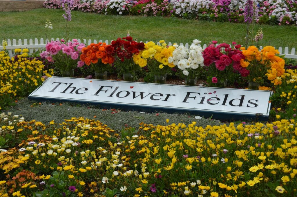 The Flower Fields