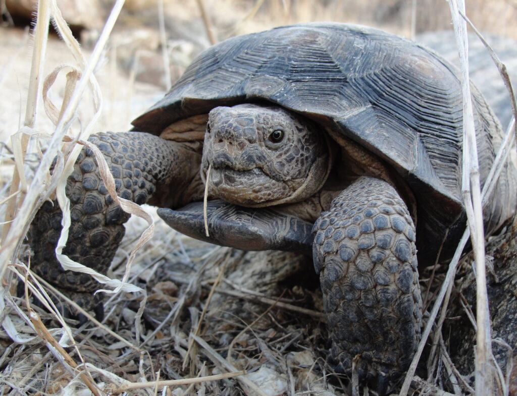 Arizona tortoise Snake Guru